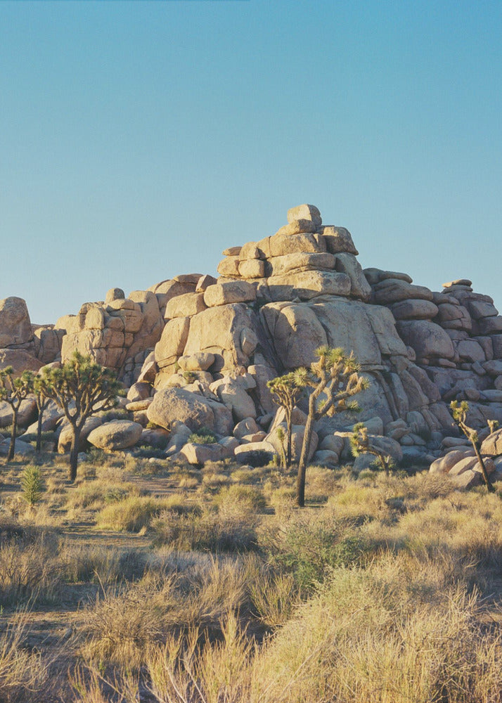 Joshua Tree Solnedgang | Lærredsbilleder