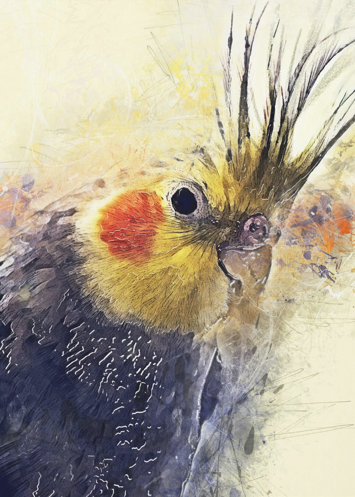 Djur Fågel Nymfparakit Akvarell Djurkonst | Poster