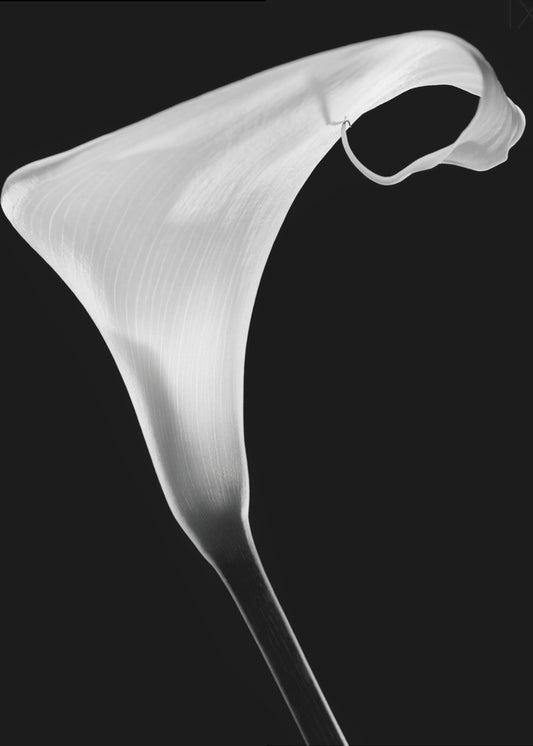 Kalla | Canvas
