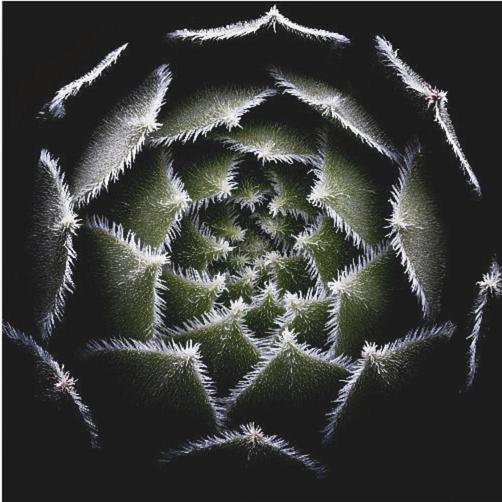 Rozeta Sempervivum | Wydruki na łótnie