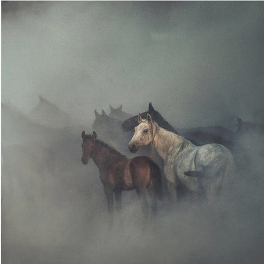 De försvunna hästarna | Canvas