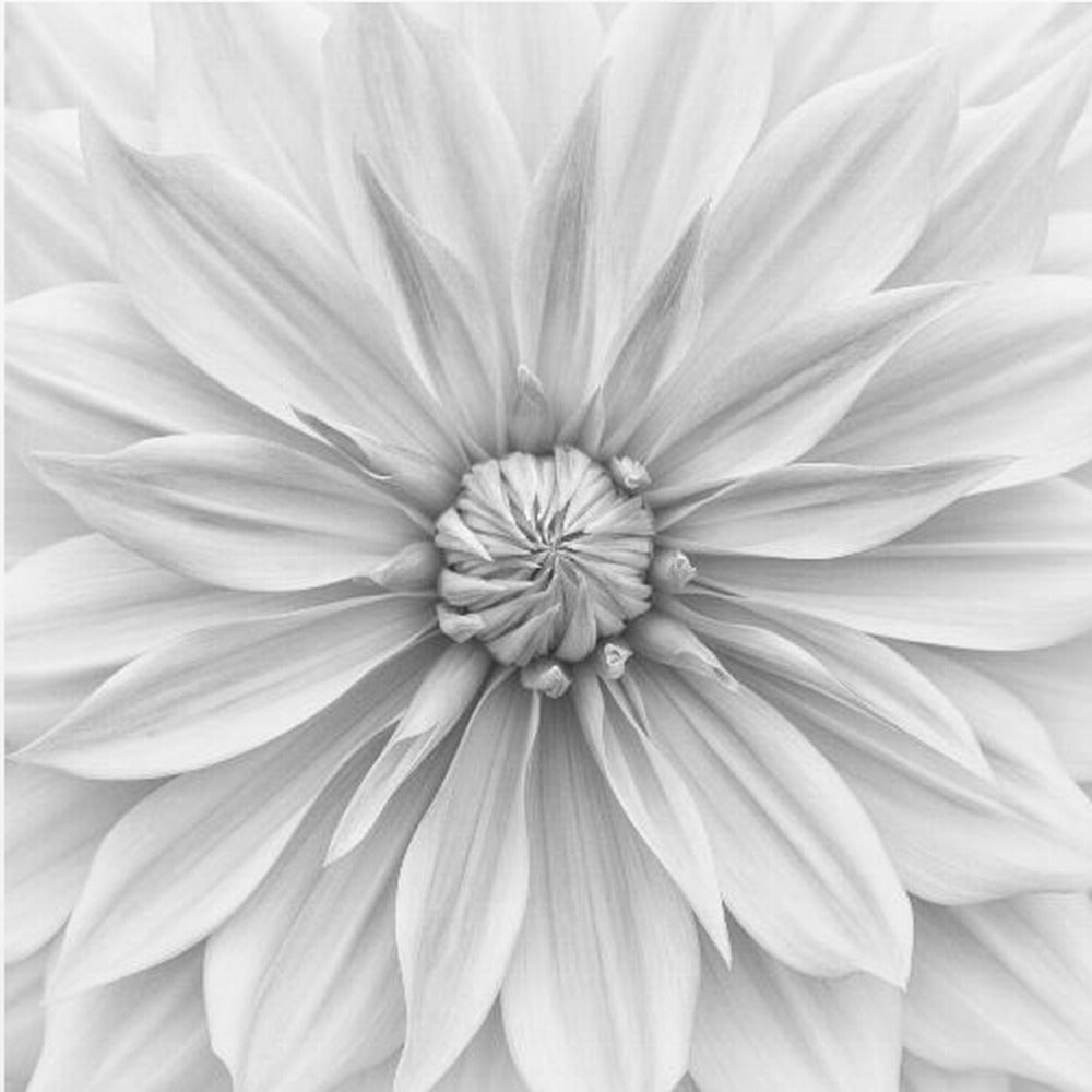 Hamari Gold in Monochrom | Leinwand-Bilder