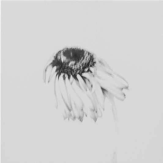 Stämningsfull blomma | Canvas