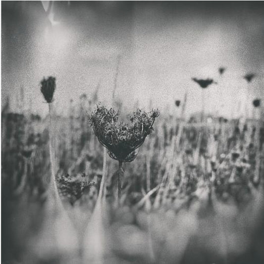 Wet Plate Photography Nature 4 | Poster